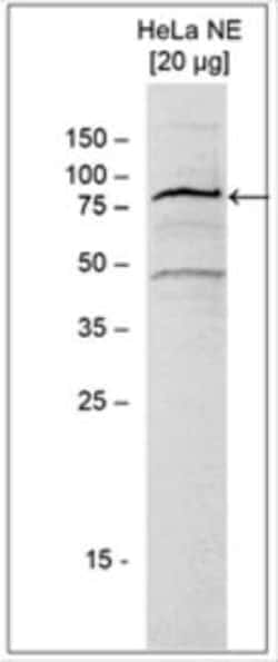 ASH2L Rabbit anti-Human, Polyclonal, Novus Biologicals 25 &mu;g; Unconjugated:Antibodies,